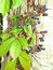 Parthenocissus quinquefolia, Wilder Wein, Jungfernrebe, Färbepflanze Parthenocissus quinquefolia, Wilder Wein, Jungfernrebe, Färbepflanze, Färberpflanze, Pflanzenfarben, färben, Klostergarten Seligenstadt